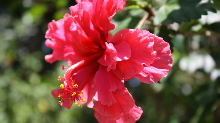 parc-botanique-4149